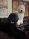 Sheepadoodle Puppies for sale in Garrison, TX 75946, USA. price: NA