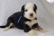Sheepadoodle Puppies for sale in PT ELIZABETH, MI 48725, USA. price: $2,500