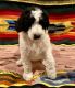 Sheepadoodle Puppies for sale in Taft, CA, USA. price: NA