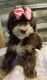 Sheepadoodle Puppies for sale in Olathe, KS, USA. price: NA