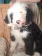 Sheepadoodle Puppies for sale in Henderson, NV, USA. price: NA