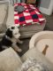 Sheepadoodle Puppies for sale in South Hadley, MA 01075, USA. price: NA