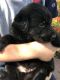 Sheepadoodle Puppies for sale in LaFayette, GA 30728, USA. price: $1,200