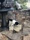 Sheepadoodle Puppies for sale in Edmond, OK, USA. price: NA