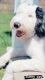 Sheepadoodle Puppies for sale in Novi, MI, USA. price: NA