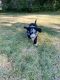 Sheepadoodle Puppies for sale in Augusta, GA, USA. price: $2,000