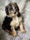 Sheepadoodle Puppies for sale in Middletown, OH, USA. price: NA