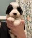 Sheepadoodle Puppies for sale in 2047 Warwick St, San Jacinto, CA 92582, USA. price: $2,000