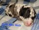Sheepadoodle Puppies for sale in Seaman, OH 45679, USA. price: $1,600