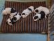 Sheepadoodle Puppies for sale in Westminster, SC 29693, USA. price: $1,200