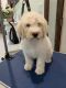 Sheepadoodle Puppies for sale in New Iberia, LA, USA. price: $1,000