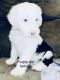 Sheepadoodle Puppies for sale in Corydon, IN 47112, USA. price: NA