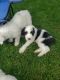 Sheepadoodle Puppies for sale in Frederick, MD, USA. price: $650