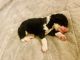 Sheepadoodle Puppies for sale in Queen Creek, AZ 85140, USA. price: $2,500