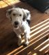 Sheepadoodle Puppies for sale in Indianapolis, IN, USA. price: $500