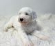 Sheepadoodle Puppies for sale in Las Vegas, NV, USA. price: NA