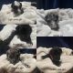 Sheepadoodle Puppies for sale in Birch Run, MI 48415, USA. price: $1,600