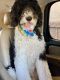 Sheepadoodle Puppies for sale in Queen Creek, AZ 85140, USA. price: $2,500