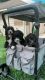 Sheepadoodle Puppies for sale in Houston, TX, USA. price: NA