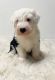 Sheepadoodle Puppies for sale in Riverside, CA, USA. price: $1,100