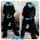 Sheepadoodle Puppies for sale in Fontana, CA 92334, USA. price: $1,200
