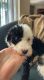 Sheepadoodle Puppies for sale in Ocala, FL, USA. price: $1,500