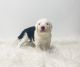Sheepadoodle Puppies for sale in Las Vegas, NV, USA. price: $350