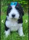 Sheepadoodle Puppies for sale in South Bend, IN, USA. price: $1,300