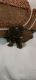 Sheepadoodle Puppies for sale in Strasburg, OH 44680, USA. price: NA