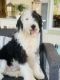 Sheepadoodle Puppies for sale in Waco, TX, USA. price: NA