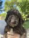 Sheepadoodle Puppies for sale in Shelby Twp, MI, USA. price: $700