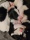 Sheepadoodle Puppies for sale in Tampa, FL 33611, USA. price: $1,000