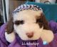 Sheepadoodle Puppies for sale in Ansonia, CT, USA. price: NA