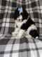 Sheepadoodle Puppies for sale in Anderson, IN, USA. price: $1,200