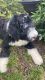 Sheepadoodle Puppies for sale in Sandy Springs, GA, USA. price: $1,200