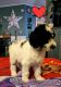 Sheepadoodle Puppies for sale in Kissimmee, FL, USA. price: $1,650