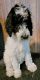 Sheepadoodle Puppies for sale in Kissimmee, FL, USA. price: $1,600