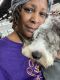 Sheepadoodle Puppies for sale in McDonough, GA, USA. price: $1,000