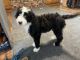 Sheepadoodle Puppies for sale in Oak Grove, IL 61264, USA. price: $1,500