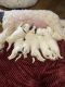 Sheepadoodle Puppies for sale in Piggott, AR 72454, USA. price: NA