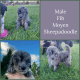 Sheepadoodle Puppies for sale in Salt Lake City, UT, USA. price: $1,500