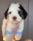 Sheepadoodle Puppies for sale in Park Hill, OK, USA. price: NA