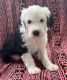 Sheepadoodle Puppies for sale in Ava, MO 65608, USA. price: $1,200