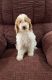Sheepadoodle Puppies for sale in Caney, KS 67333, USA. price: $1,500
