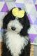 Sheepadoodle Puppies for sale in Strasburg, OH 44680, USA. price: NA