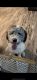 Sheepadoodle Puppies for sale in Orlando, FL, USA. price: $1,200