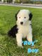Sheepadoodle Puppies for sale in Albuquerque, NM 87121, USA. price: NA