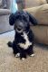 Sheepadoodle Puppies for sale in Blandon, PA, USA. price: $450