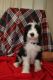 Sheepadoodle Puppies for sale in Tampa, FL 33611, USA. price: $1,000