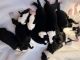 Sheepadoodle Puppies for sale in New London, MN, USA. price: $1,600